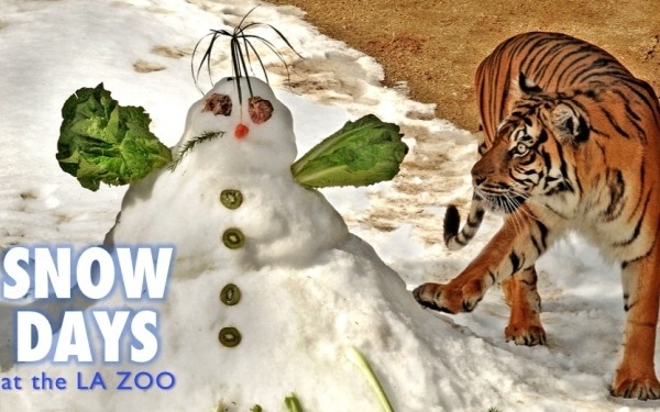 Snow Days at The Zoo