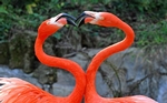 L.A. Zoo to Celebrate 