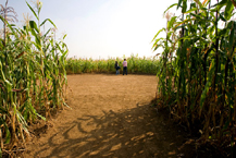 Not a Cornfield