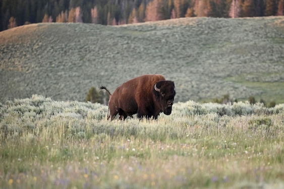Where to see bison, one of America's iconic animals