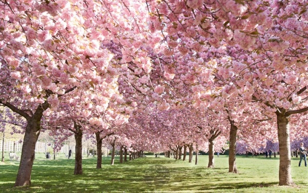 Monterey Park Cherry Blossom Festival