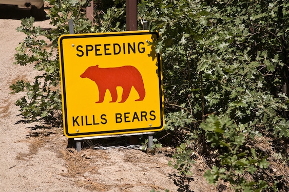 4 bears hit by cars in Yosemite; rangers urge motorists to slow down