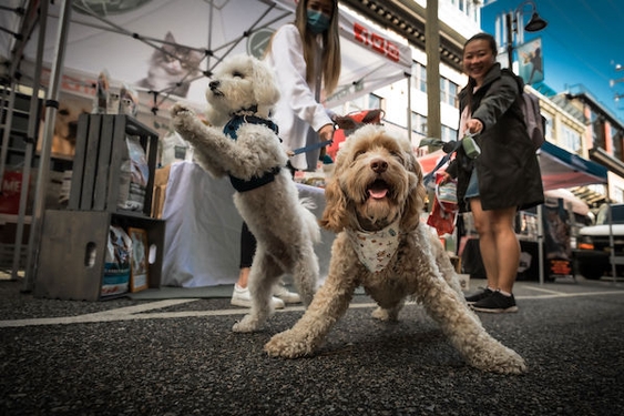 The Largest Dog Festival in N. America, The Day of the Dog, Returns to Santa Monica on Sun. Oct 19th
