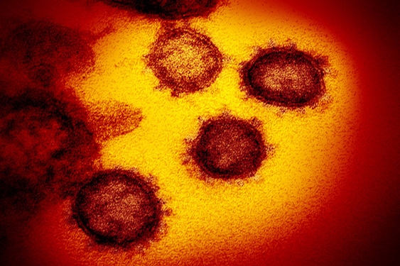 The strange story behind the most notorious disinformation video of the coronavirus era