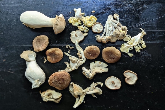 What fungi! Foraging and cooking with wild mushrooms