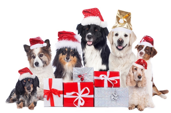 Holiday gifts for pets and pet lovers alike