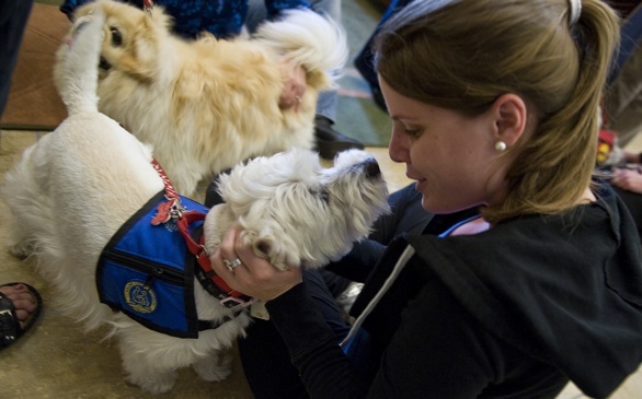 Surprising Study: College Students Have More Empathy for Dogs than Humans
