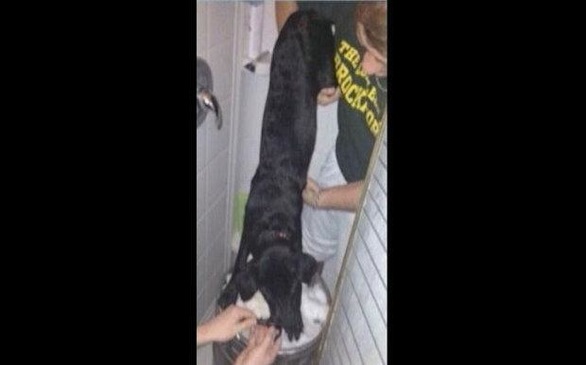 NY College Students Hold Dog Over Keg, Face Animal Abuse Charges