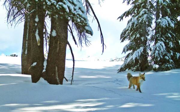 Officials confirm first sighting of rare fox at Yosemite in nearly 100 years