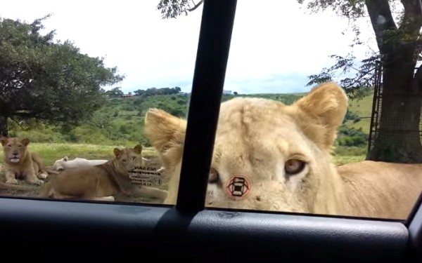 Watch a lion carjack a car in Tanzania