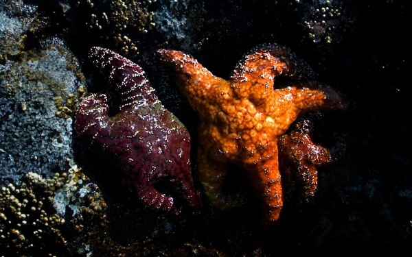 Massive starfish deaths prompt calls for emergency help