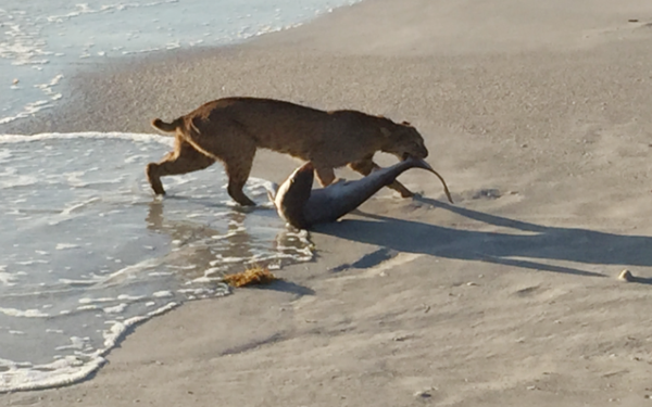 Photo shows bobcat catching shark on Jupiter Beach