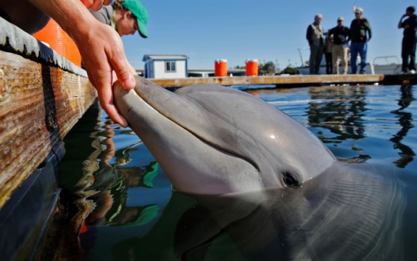 Dolphins, sea lions train for Navy deployment to overseas trouble spots