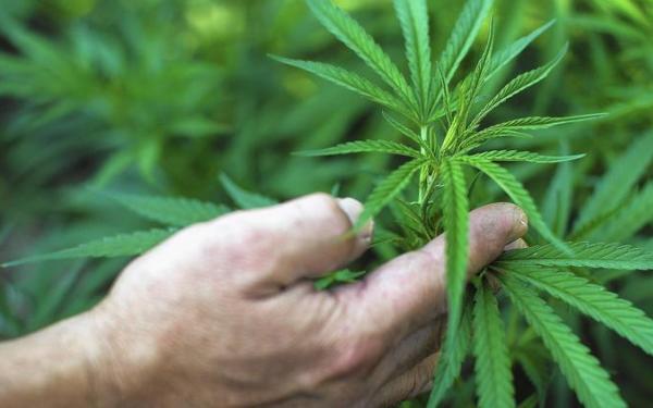 Legislature considering plans to regulate medicinal pot shops, growers