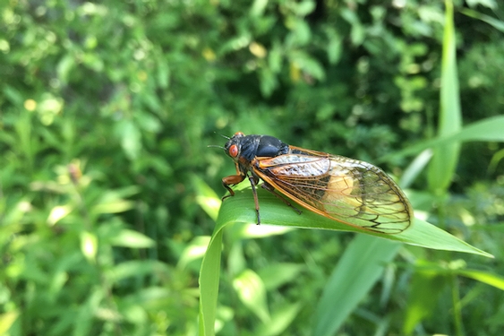Study: Parasitic fungus creates zombie cicadas and uses them as agents of infection