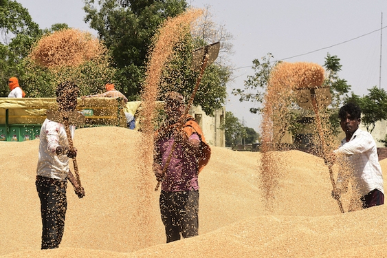 India bans wheat exports as food security comes under threat